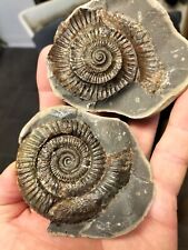 Dactylioceras ammonite pos for sale  REDCAR