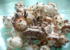Sea shells endive for sale  Daytona Beach