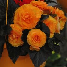 trailing begonia plants for sale  IPSWICH