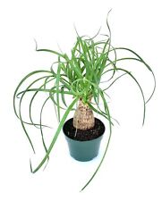 Ponytail palm beaucarnea for sale  Castaic