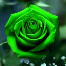 Bright green rose for sale  Wilmington