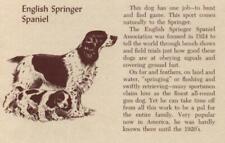 wanted springer spaniel for sale  Tampa