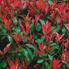Photinia fraseri red d'occasion  Pouzauges