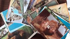 Postcards wild animals for sale  NORTHAMPTON