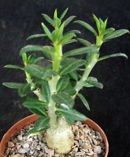Pachypodium bispinosum 14cm for sale  EASTBOURNE