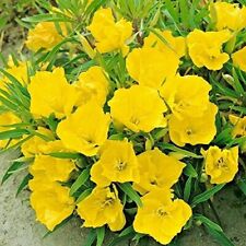 Missouri yellow primrose for sale  Tarpon Springs