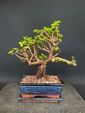 Zimmerbonsai portulacaria afra gebraucht kaufen  Böhl-Iggelheim