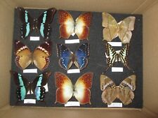 Nice african butterfly for sale  WATERLOOVILLE