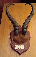 springbok horns for sale  NORWICH
