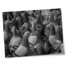 Impressões 8x10" (sem molduras) - BW - Bando de pássaros pombos cinzentos #43948 comprar usado  Enviando para Brazil