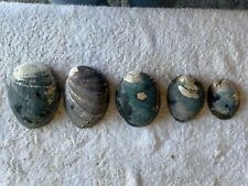 Lot abalone shells for sale  Temecula