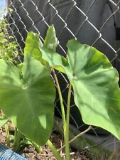 Elephant ears root for sale  Spring Hill