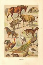 1901 animales domésticos, animales de la casa y jardín antiguo litografía segunda mano  Embacar hacia Spain