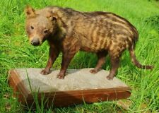 Afrikanische zibetkatze schlei gebraucht kaufen  Groß-Zimmern