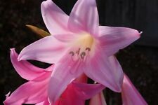 Amaryllis belladonna pink for sale  Hollister