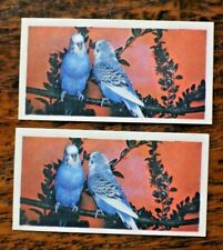 Budgerigars anonymous trade for sale  PORTSMOUTH