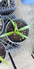 Shamrock spider plant for sale  Bowling Green