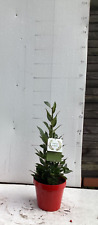 Bay laurel evergreen for sale  MACCLESFIELD
