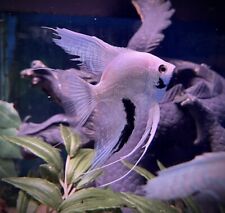 Dalmatin angelfish pterophyllu for sale  LONDON
