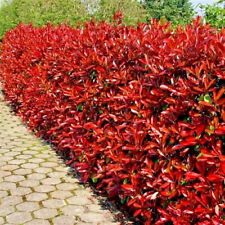 Photinia red robin for sale  NEWTOWNARDS