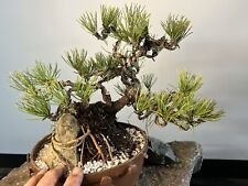 Pinus mountain pine for sale  Mount Sinai