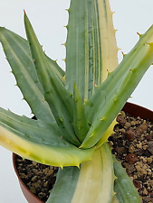Usato, Aloe ferox variegata, pot 14  cm  usato  Baranzate