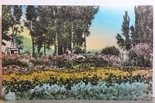 Cartão postal antigo Nevada NV Wells Garden Flower Schoer Ranch Clover Valley Garden PC comprar usado  Enviando para Brazil