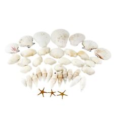 Mix sea shells for sale  Gansevoort