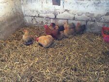 Pekin bantam hatching for sale  KENILWORTH