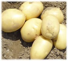 Solist seed potatoes for sale  NEWRY