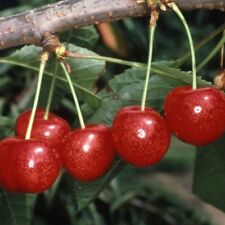 Cherry morello prunus for sale  UK