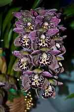 Cymbidium vogel magic for sale  Shipping to Ireland