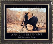 Wildlife african elephant for sale  San Jose