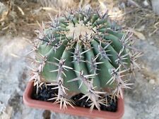 Echinocactus ingens pot21 usato  Monterosso Almo