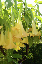 Brugmansia yellow angel for sale  BECCLES