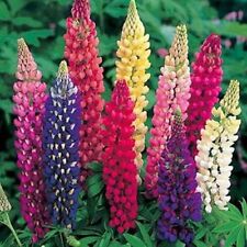 Lupine- Polyphyllus- Russell Mix- 100 Seeds- BOGO 50% off SALE for sale  Shipping to South Africa