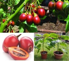 Tamarillo tree tomato for sale  BROCKENHURST