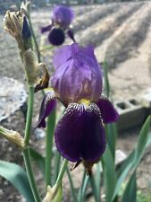 1ea purple iris for sale  Benton