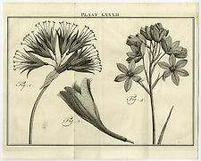 Antique Print-LXXXII-LILY-AMARYLLIS-ORNITHOGALUM-Houttuyn-Linnaeus-Philips-1767, used for sale  Shipping to South Africa