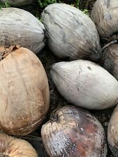 Coconut tree seed for sale  Fort Lauderdale