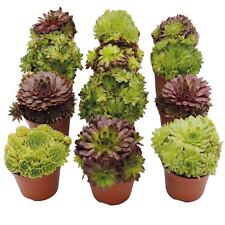 Unus garden sempervivum gebraucht kaufen  Kalkar