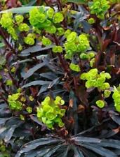 Euphorbia amygdaloides purpure for sale  UK