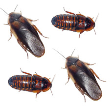 Dubia roaches starter for sale  Chardon