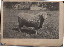 England sheep dartmoor d'occasion  Pagny-sur-Moselle