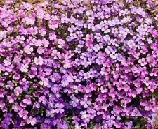 Groundcover rock cress for sale  Sevierville