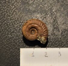 Ammonite piritizzata hildocera usato  Vimodrone