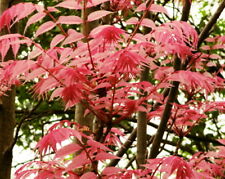 Toona sinensis samen gebraucht kaufen  Speckhorn