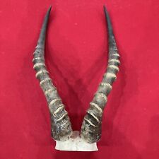 Blesbok horns taxidermy for sale  Olyphant