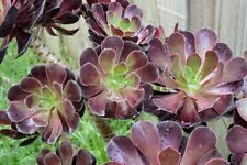 Black rose aeonium for sale  New York