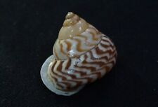 land snail Papuina admiralitatis 26.6 mm F+++   zebra pattern " Papua New Guinea for sale  Shipping to South Africa